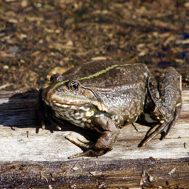 Powdermill Wildlife 2
